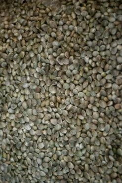 Hennep 10kg -Guru Hengels Exporteren Winkel hengelsportlauwe hennep 10kg 2